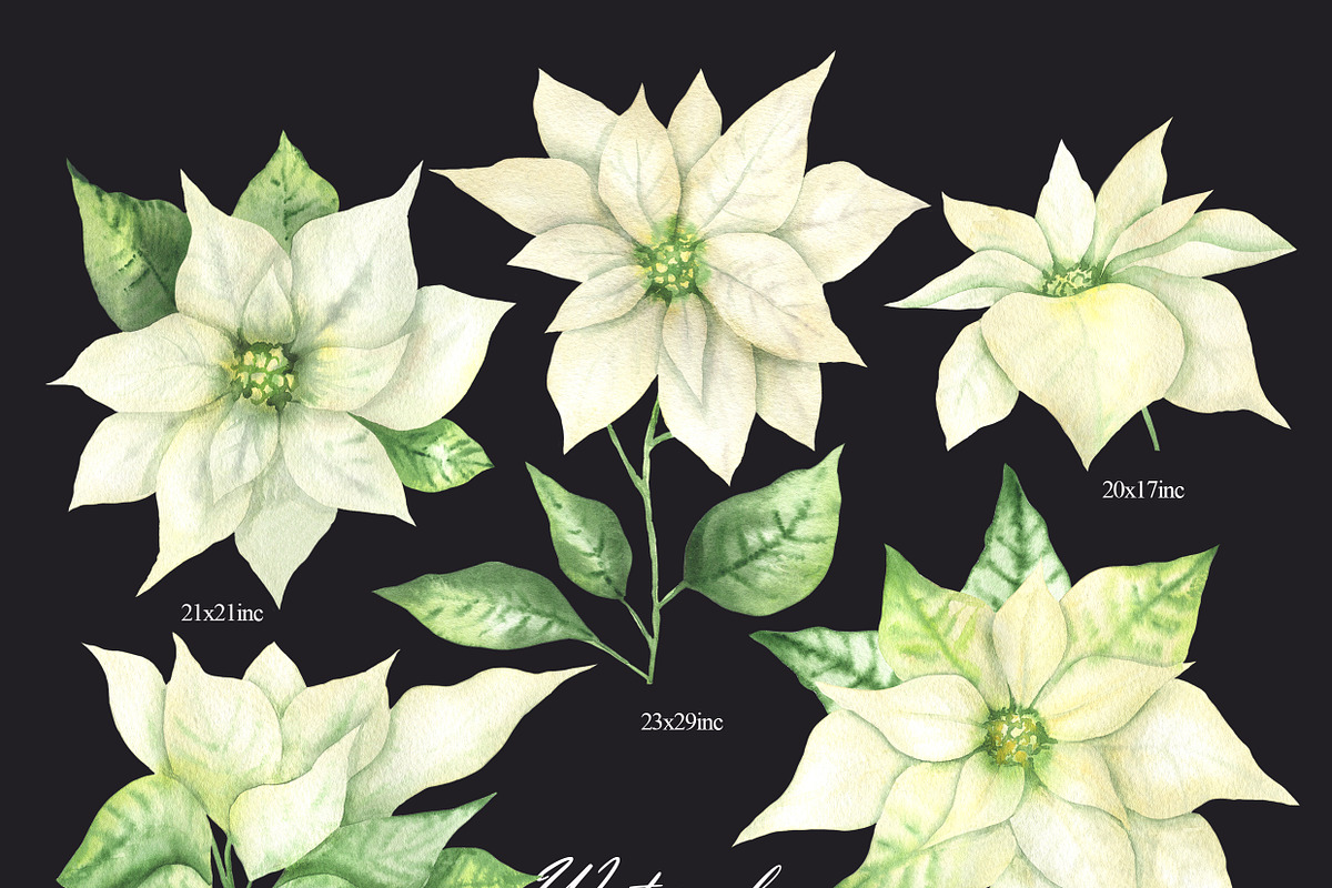 Watercolor white Poinsettia clipart, an Illustration by OlDm_Shop (Photo 3 of 11)