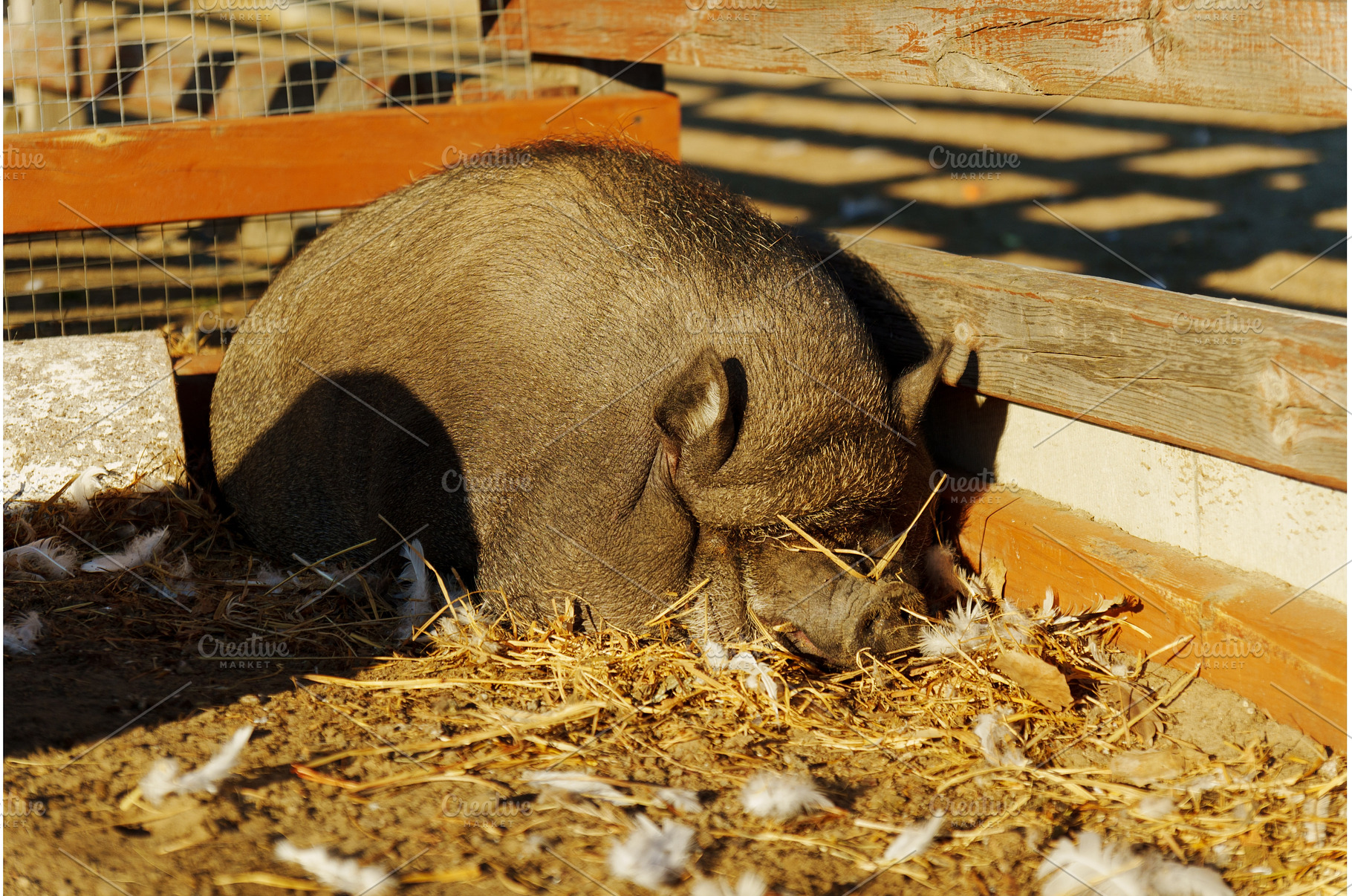 A playful pig wanders through a sun, an Animal Photo by darksoul72