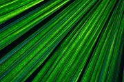 Palm leaf texture background, a Nature Photo by Hypnotic (Thumbnail 1 of 2)