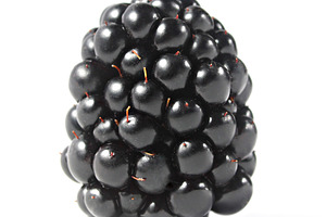 Blackberry isolated, a Photo by saiko3p