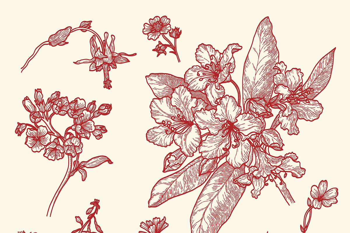 Engraved Botanicals, a Decorative Illustration by dariikos (Photo 2 of 5)