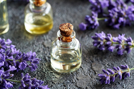 A bottle of lavender essential oil with fresh blooming lavender, a Food & Drink Photo by Madeleine Steinbach