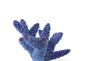 Seaweed, an Environmental 3D Model by AndrewWhite (Thumbnail 9 of 9)