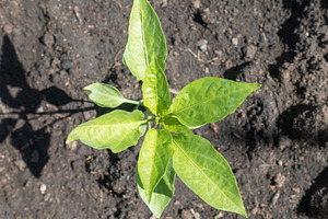 Small green tree