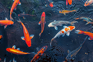 Fancy Koi fish or Fancy Carp swimmin, a Photo by LOGOCREATIVE