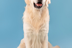 Portrait of cute healthy dog posing at blue studio wall, a Photo by Prostock-Studio