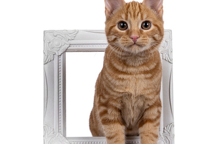 European Shorthair cat on white background