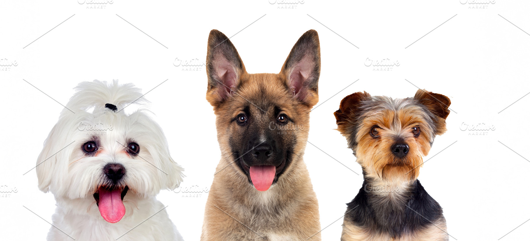 Three Cute Dogs Portrait Isolated on White Background, an Animal Photo by José Manuel Gelpi