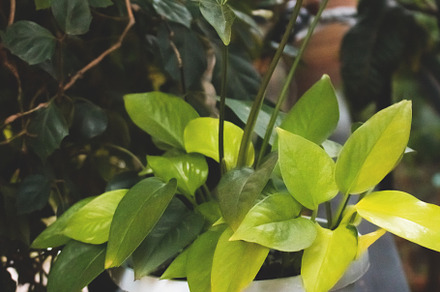 Epipremnum aureum, a Nature Photo by rorygez fresh