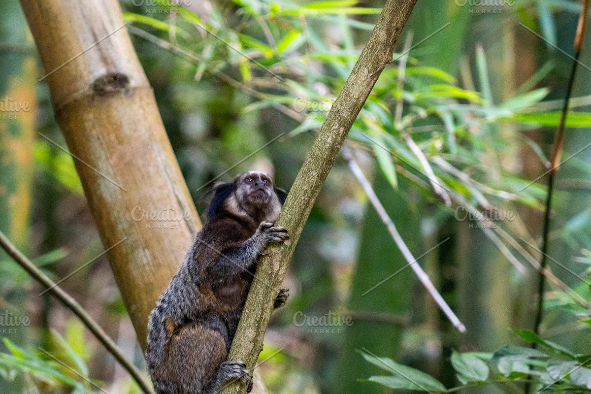 Brazilian Marmoset in the Forest, an Animal Photo by HiLine (Photo 6 of 11)