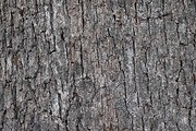 30 Tree Trunk Texture Photos, a Texture Graphic by Bilgep_design (Thumbnail 13 of 16)