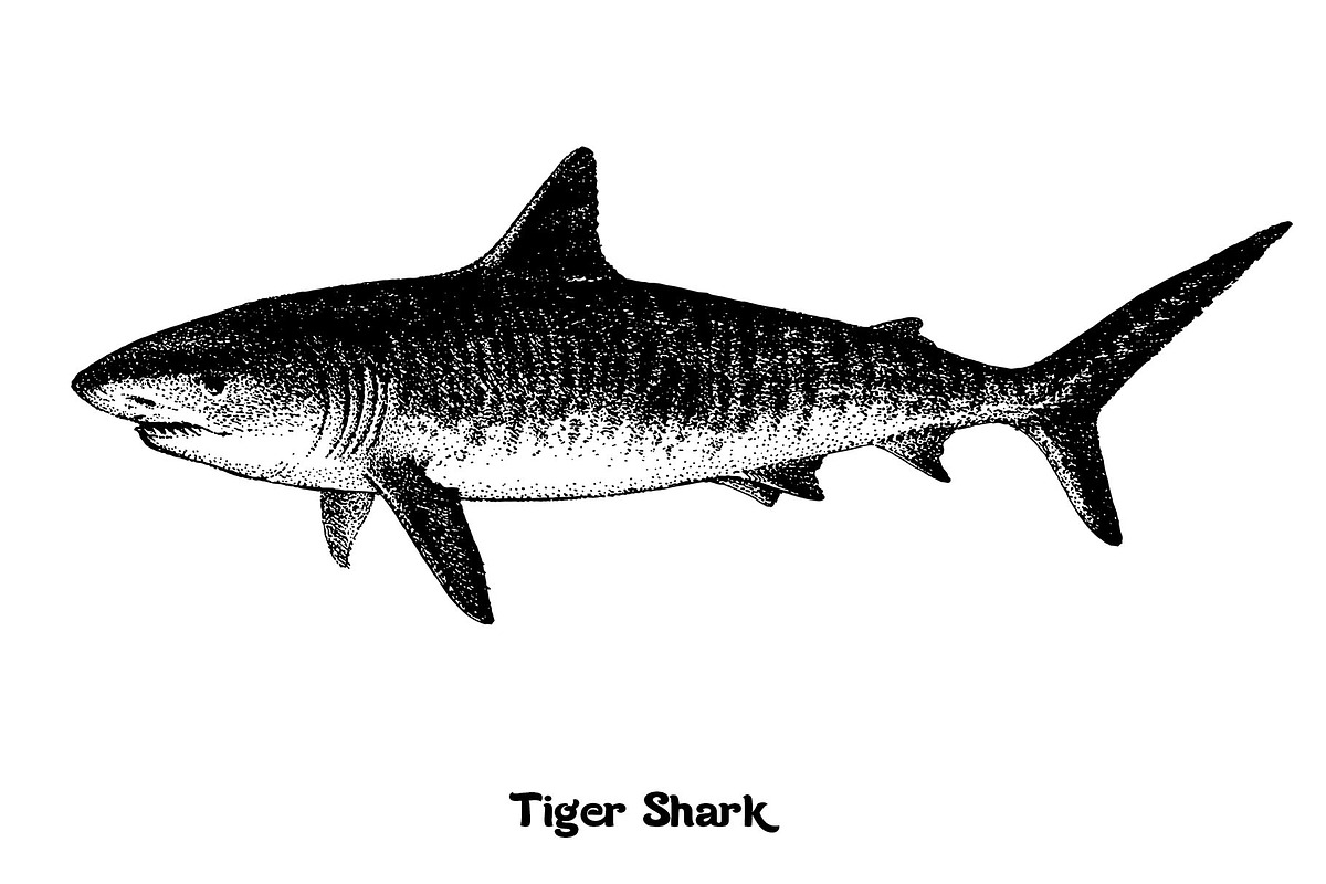 Fish collection, part 4, an Illustration by ZotovShop (Photo 9 of 11)