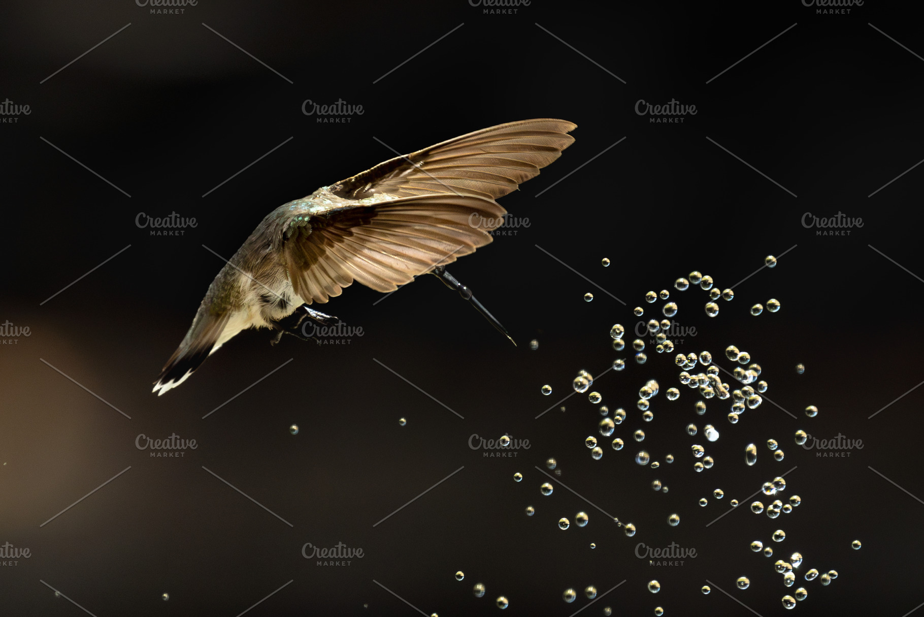 Annas Hummingbird - Calypte Anna, a Photo by Andy Dean Photography
