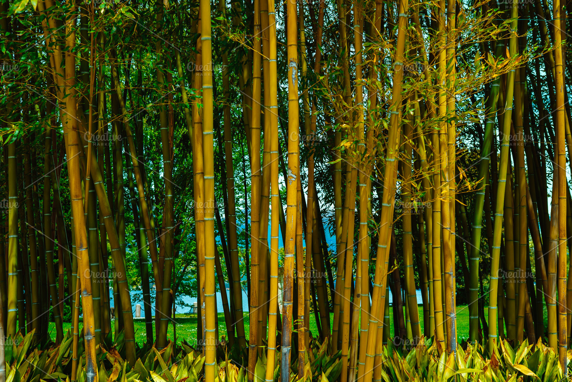 Bamboo forest background featuring background, bamboo, and beautiful, a Nature Photo by Valeryia P.