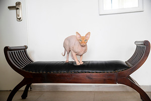 Hairless Sphynx cat exploring an ant, an Animal Photo by Imaginarium
