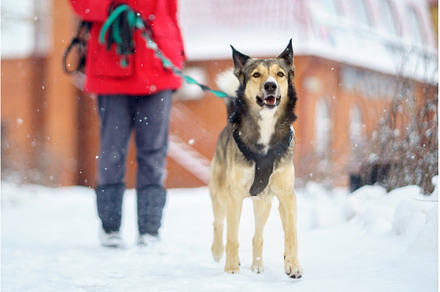 Dog Taking a Walk with Human in the, an Animal Photo by darksoul72