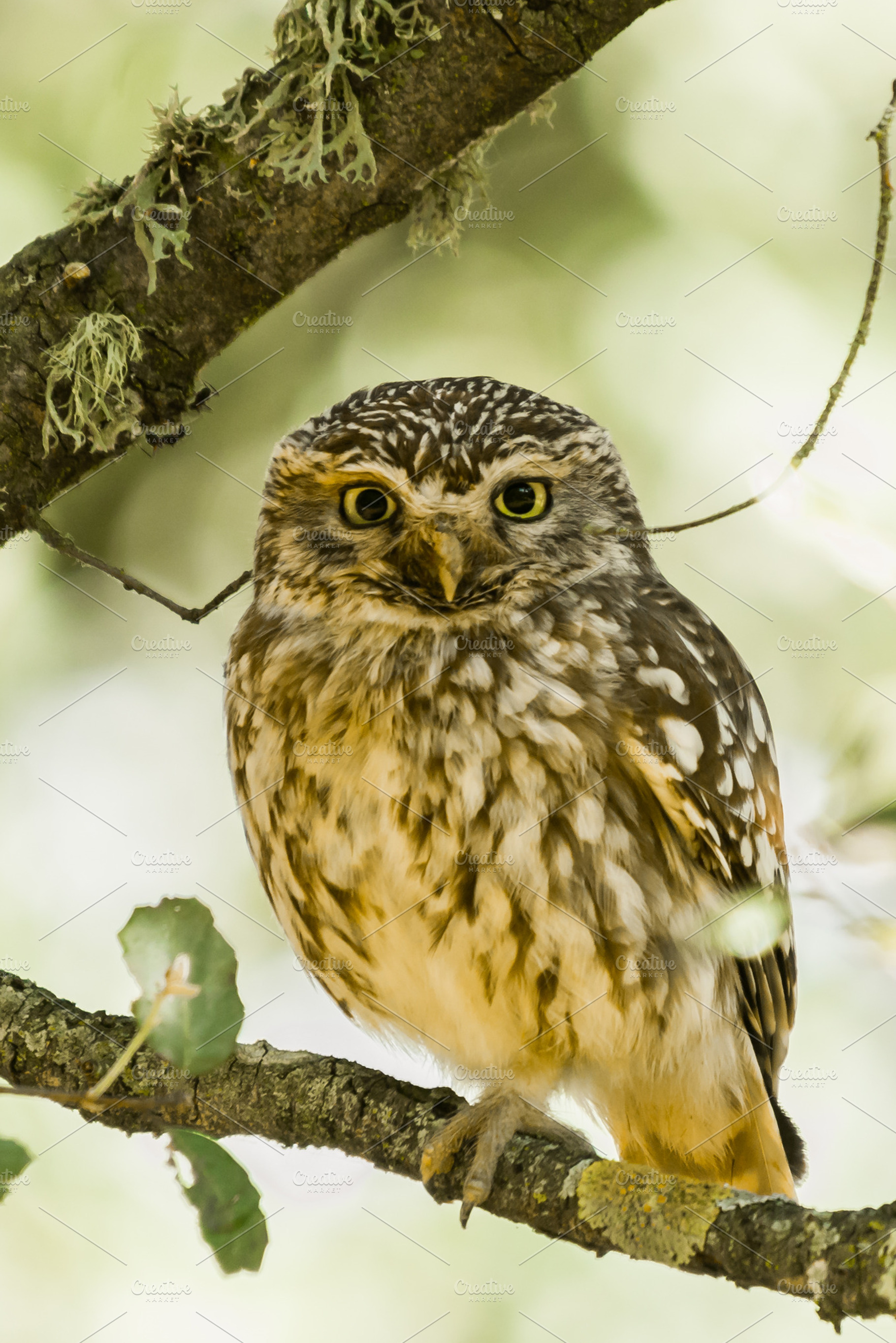 Athene noctua stock photo containing angry and animal