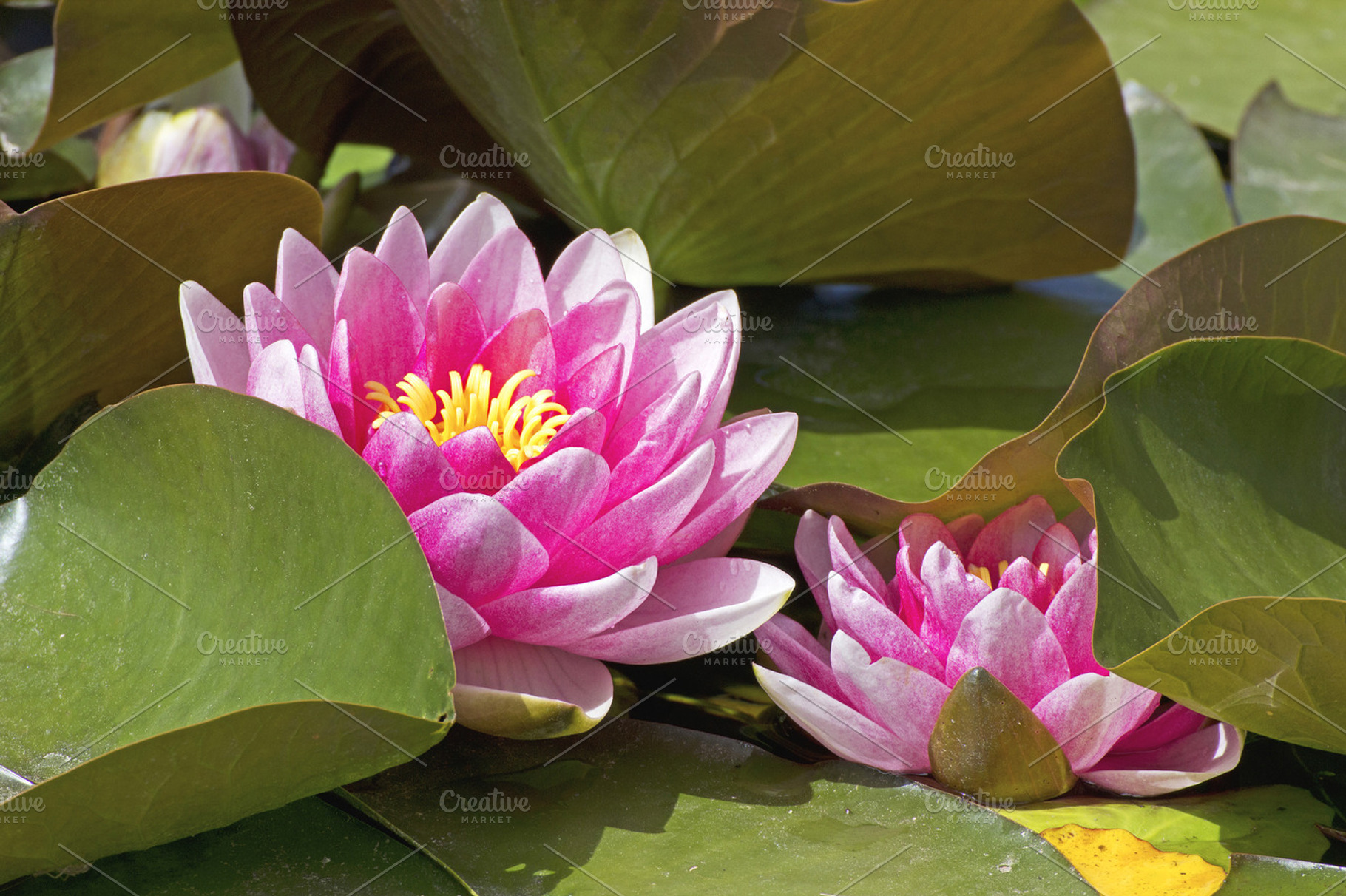 Lotus Flowers With Leaves