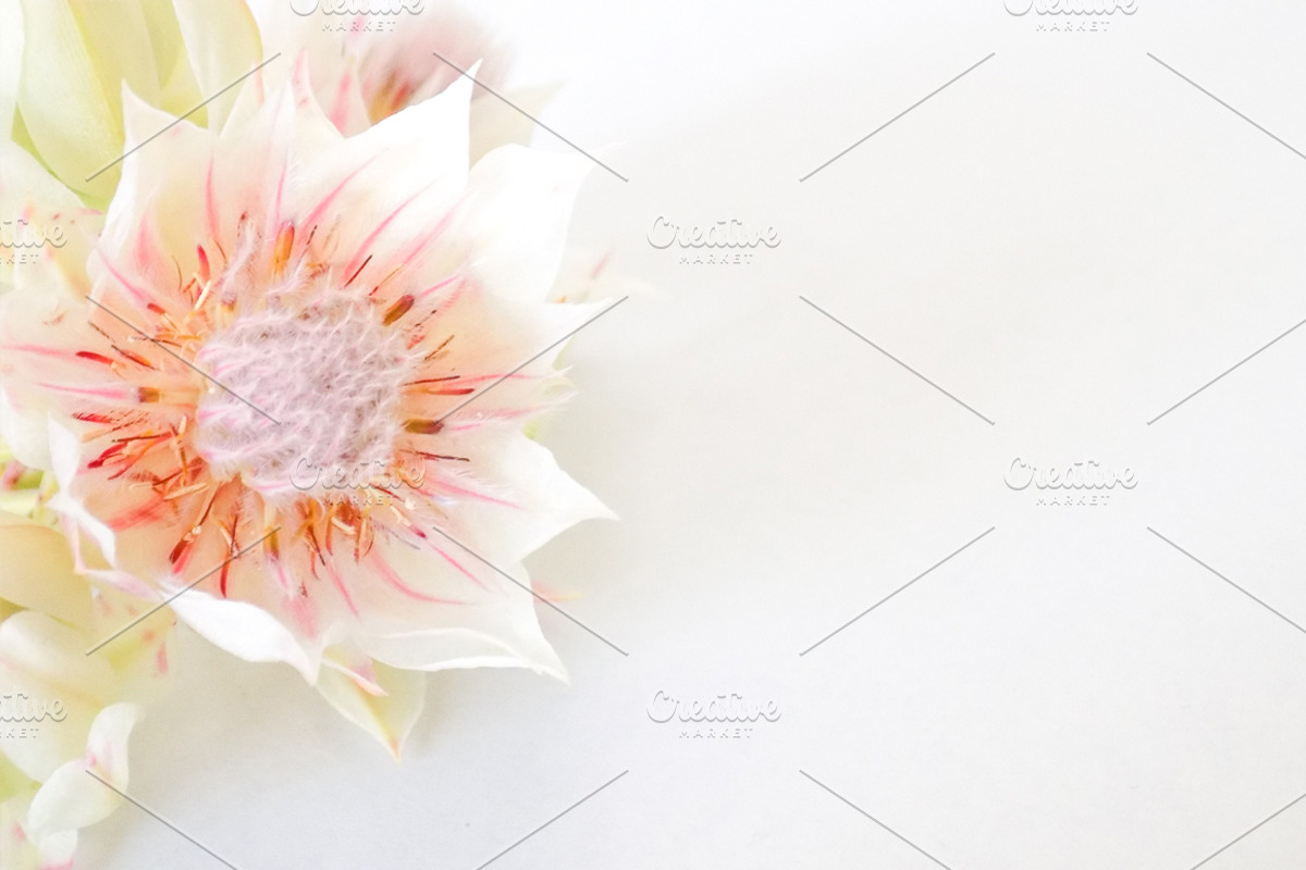 Blushing Bride 2, a Product Mockup by Ivy Blue