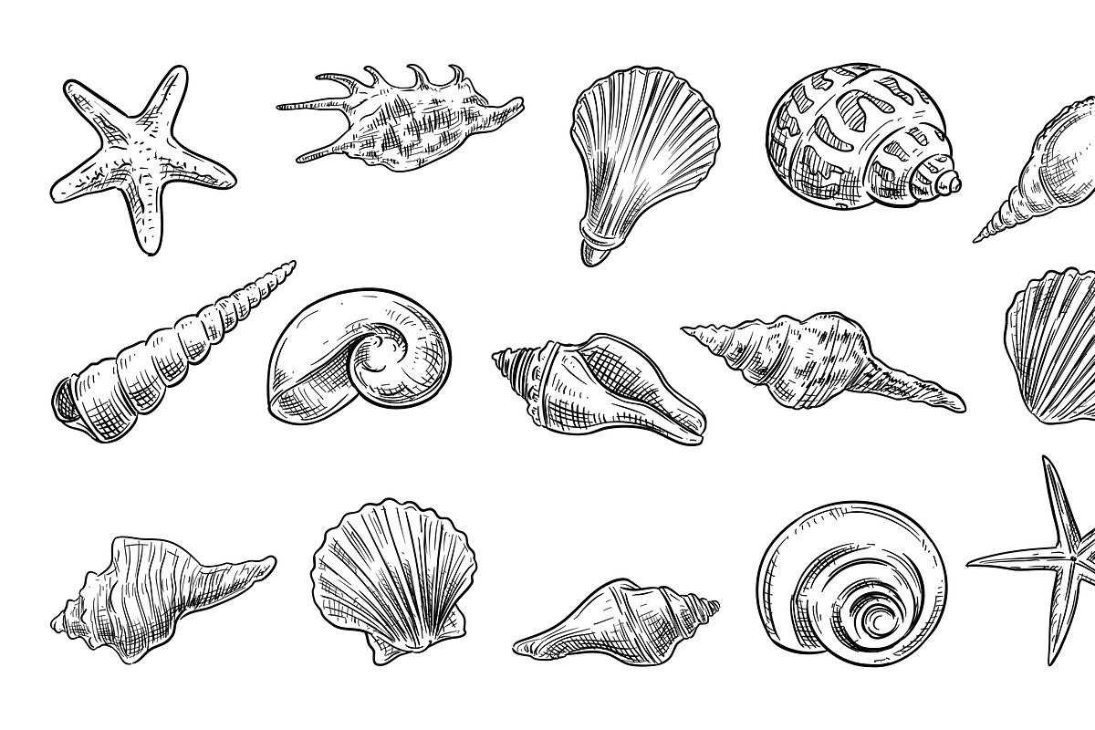 seashells handdrawn collection, an Object Graphic by nikagraphic