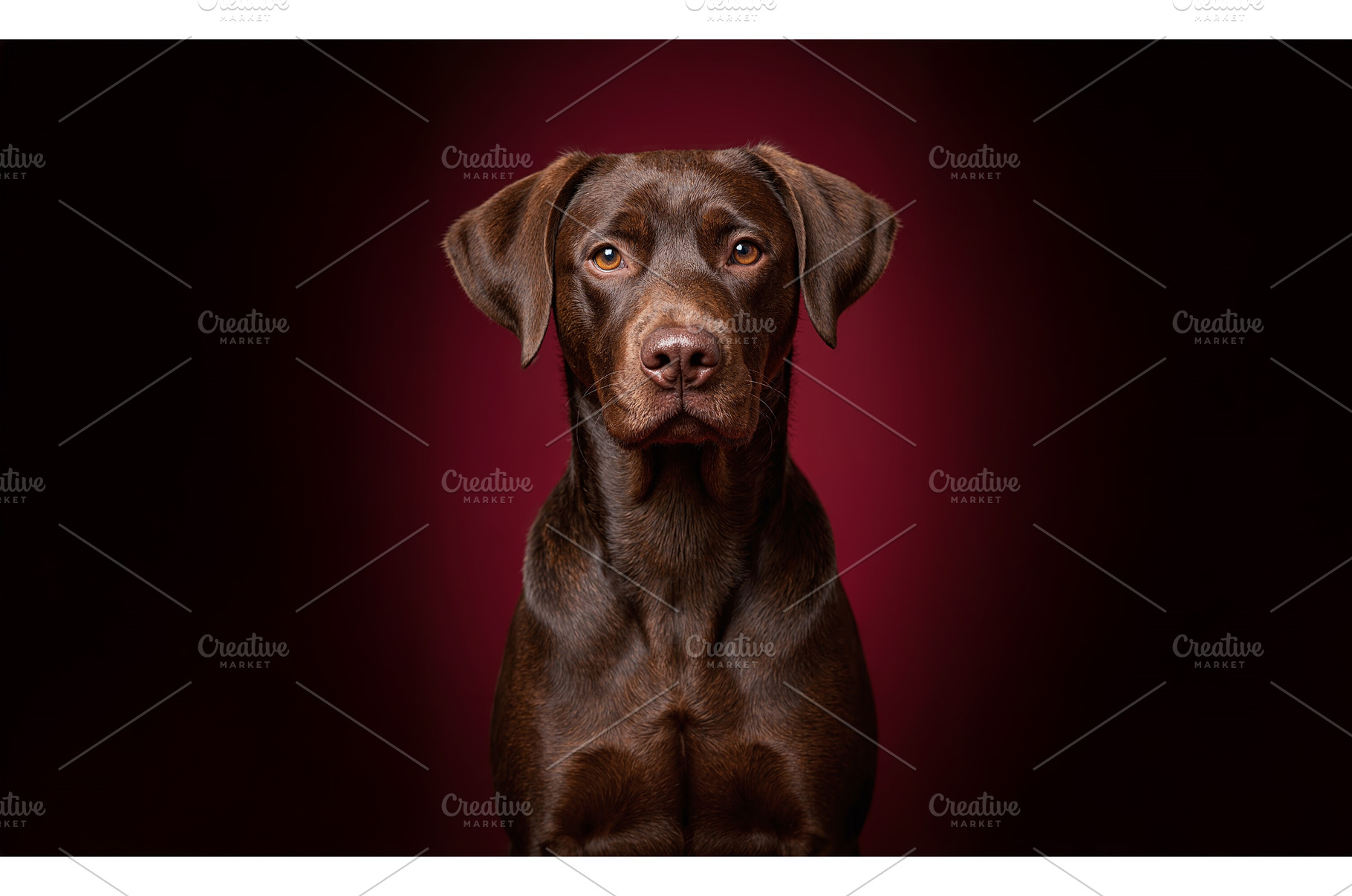 Chesapeake Bay Retriever dog, an Animal Photo by MadPhotos