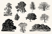Trees - Vintage Illustrations Set, an Illustration by Graphic Goods (Thumbnail 6 of 10)