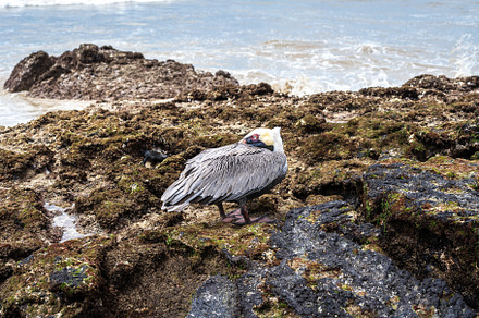 Brown Pelican on rocks at Puerto Villamil Beach, Isabela, Galapa