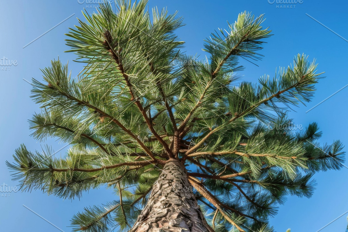 98 Trees view from below, a Nature Photo by Handmadefont (Photo 77 of 98)