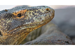 Komodo dragon resting showing its, an Animal Photo by Goinyk