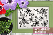 Anemones. Ink flower set, an Illustration by Alena Kaz (Thumbnail 3 of 5)