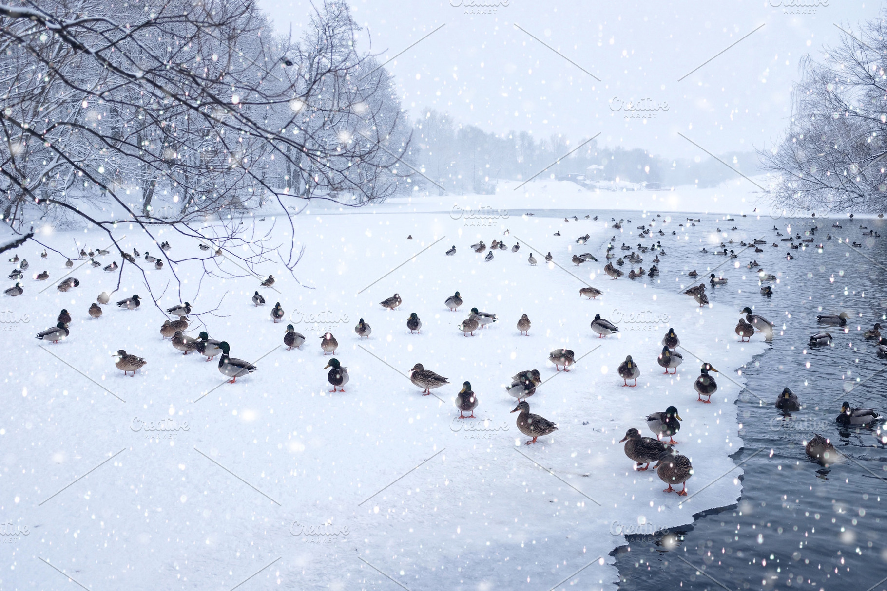 Winter landscape with ducks, a Nature Photo by so_lizaveta