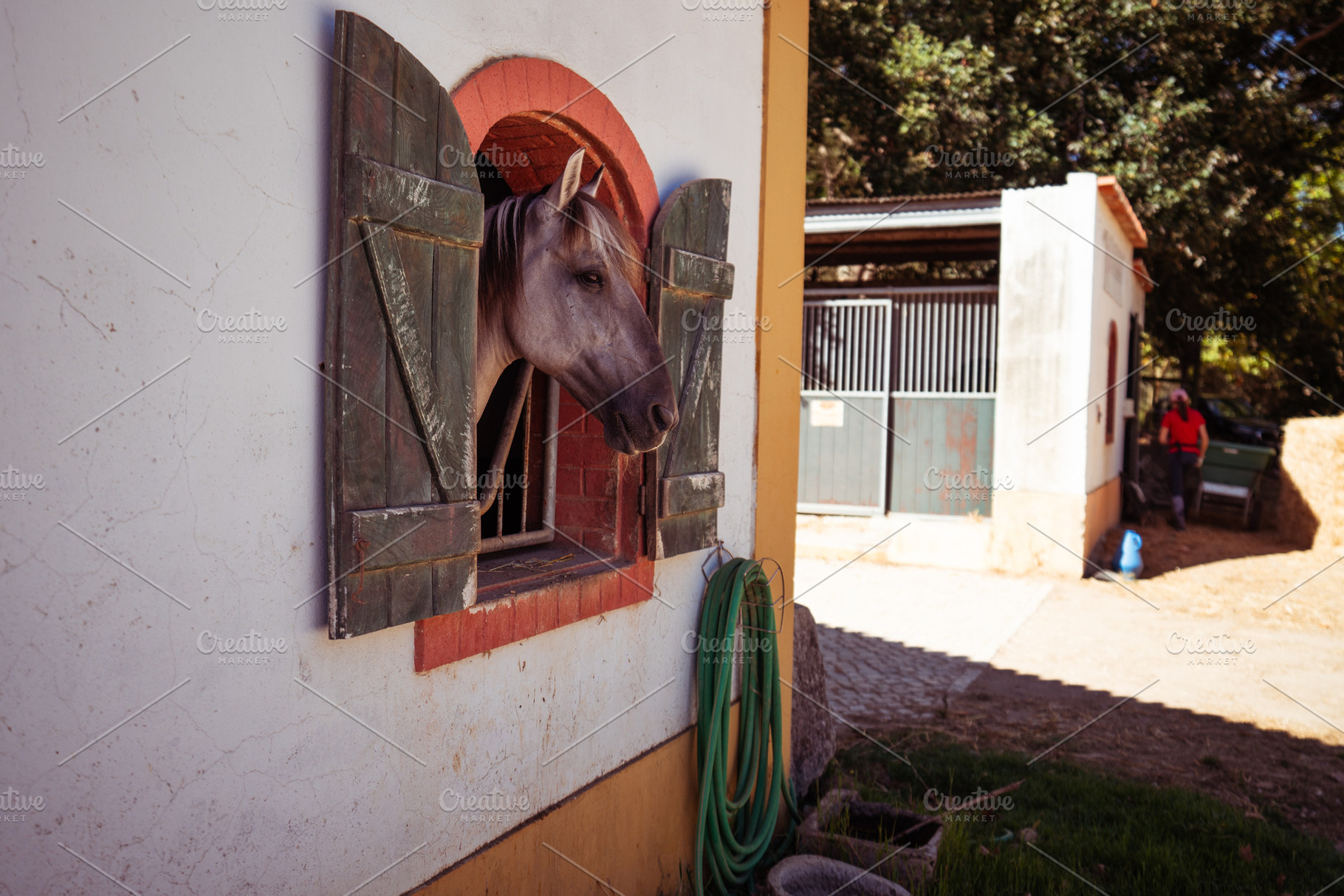 Horse Looking Out Stable Window, an Animal Photo by SkyNext