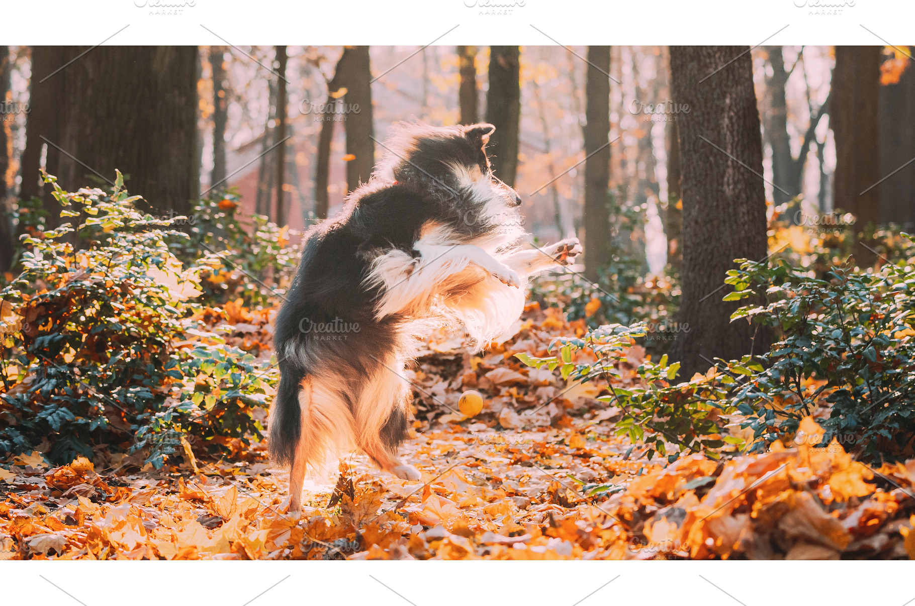 Tricolor Rough Collie, Funny, an Animal Photo by Our Amazing World