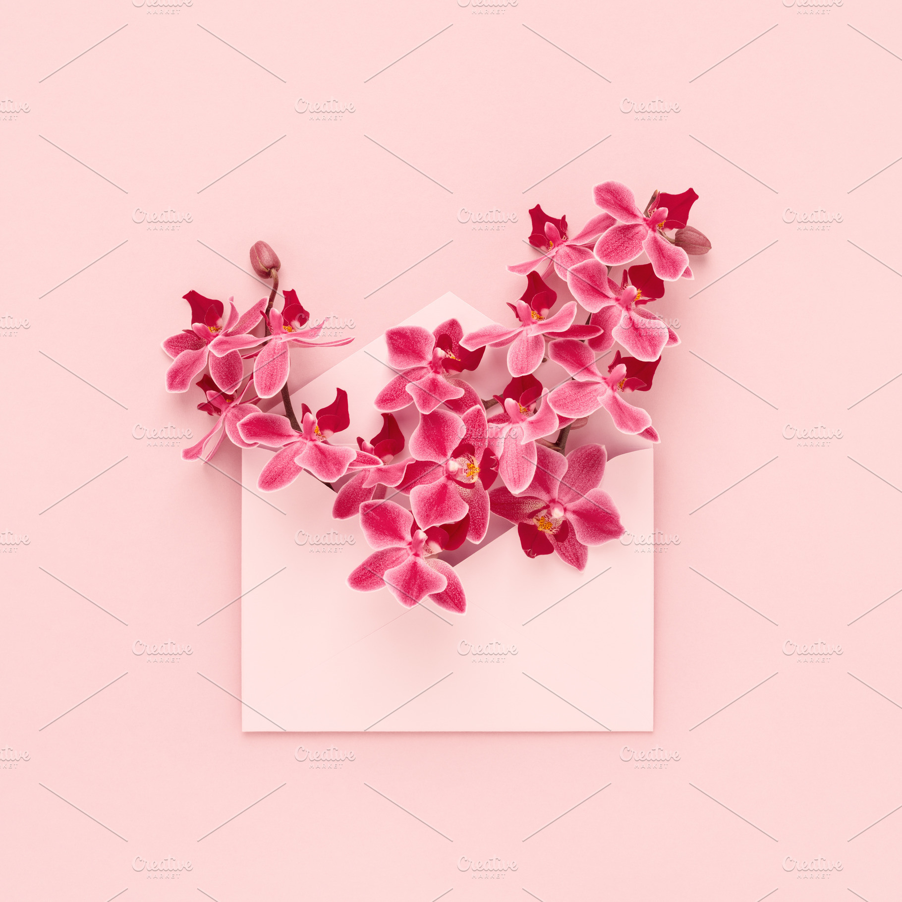 Orchid flowers in pink envelope., a Holiday Photo by Julia Manga
