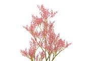 Filipendula rubra, a Plants & Tree 3D Model by AndrewWhite (Thumbnail 8 of 11)