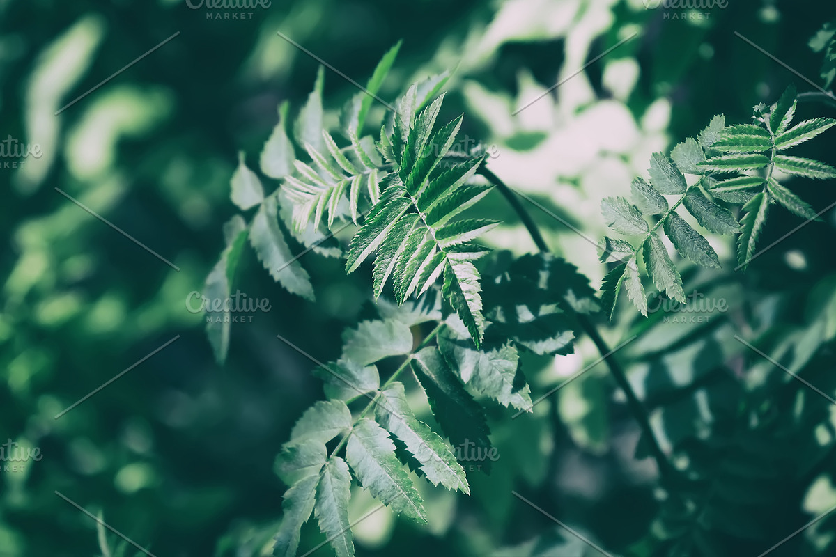 Green leaves Bundle, a Nature Photo by Vladimir Kazimirov (Photo 2 of 10)