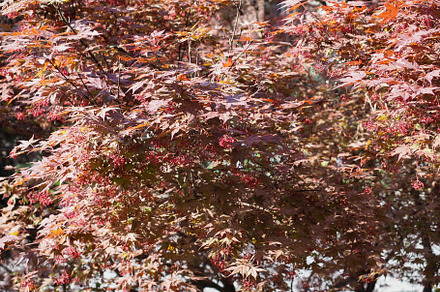 red maple acer tree background, a Photo by WorldPhotos
