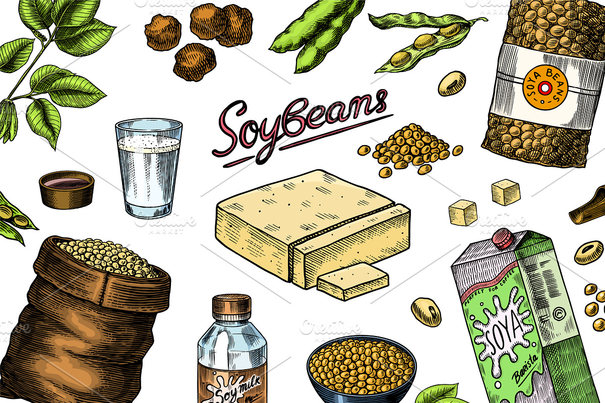 Soya beans. Tofu, nuts, Seeds draw, a Food Illustration by Arthur Balitskiy (Photo 2 of 4)