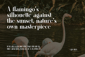 Cellgin Elegant Ligature Serif Font