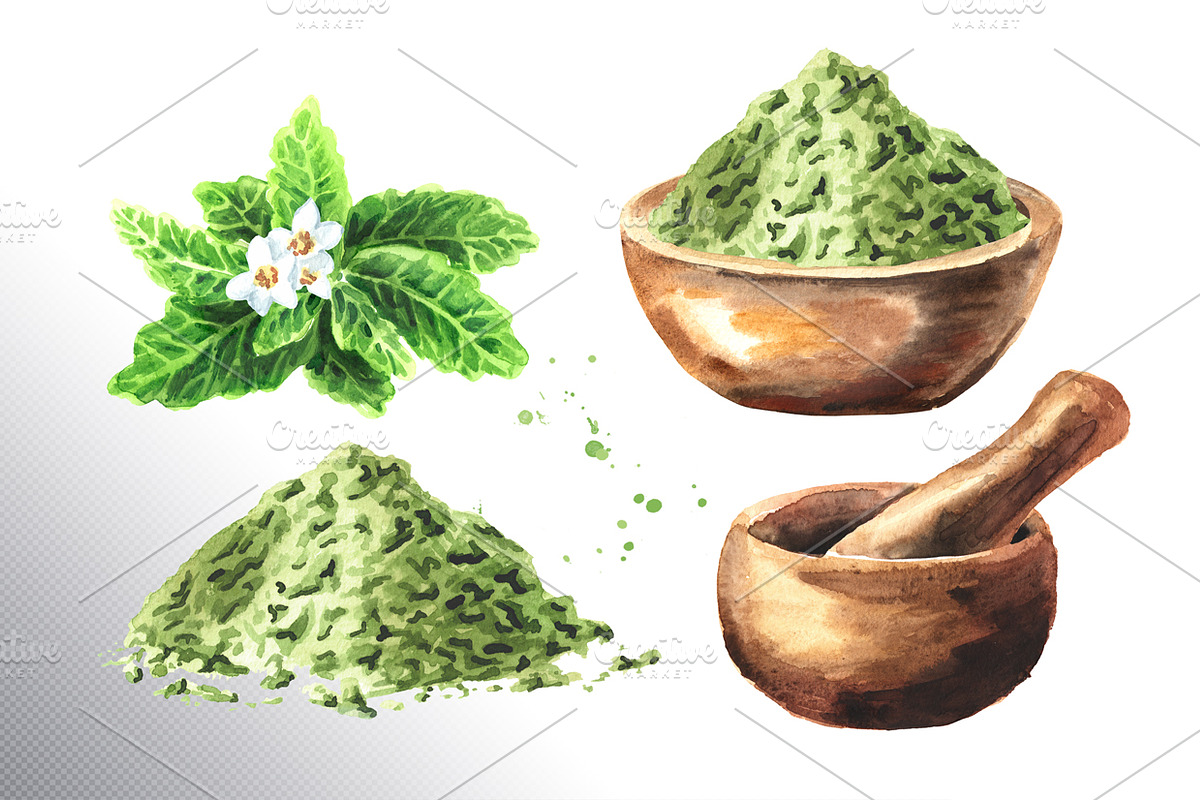 Stevia. Watercolor collection, a Healthcare Illustration by Daria Ustiugova (Photo 5 of 6)