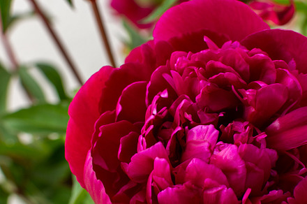 Peonies close up, a Nature Photo by Pandateam