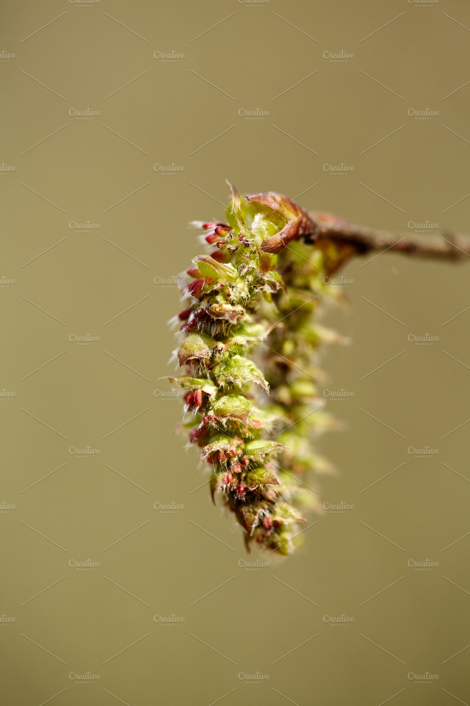 Detailed hazelnut tree flower on a minimalist neutral background. Spring allerg, a Nature Photo by Rohan Photography