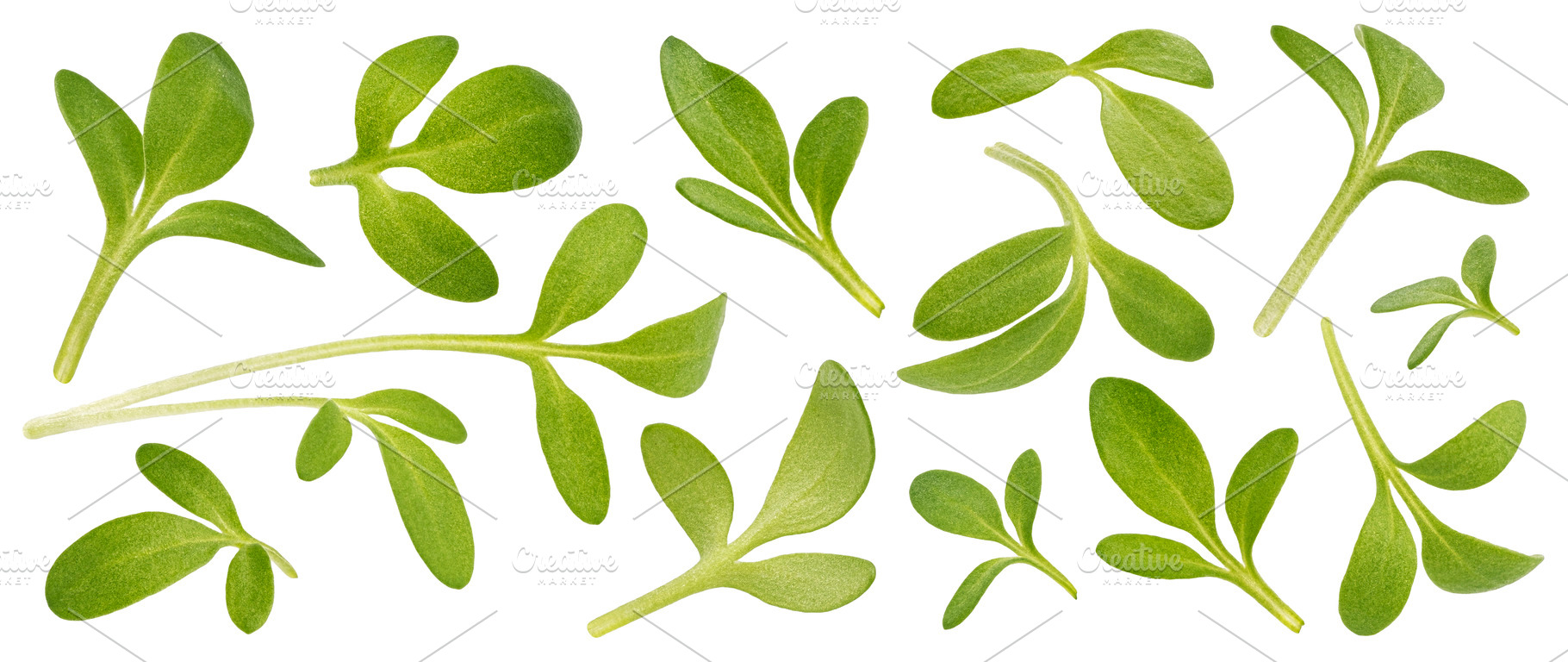 Microgreen leaves, cress sprouts, a Food & Drink Photo by Max Lashcheuski
