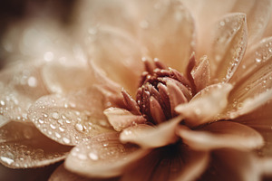 Beautiful flower with water droplets, a Photo by Beautiful things