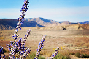 Lavender Desert