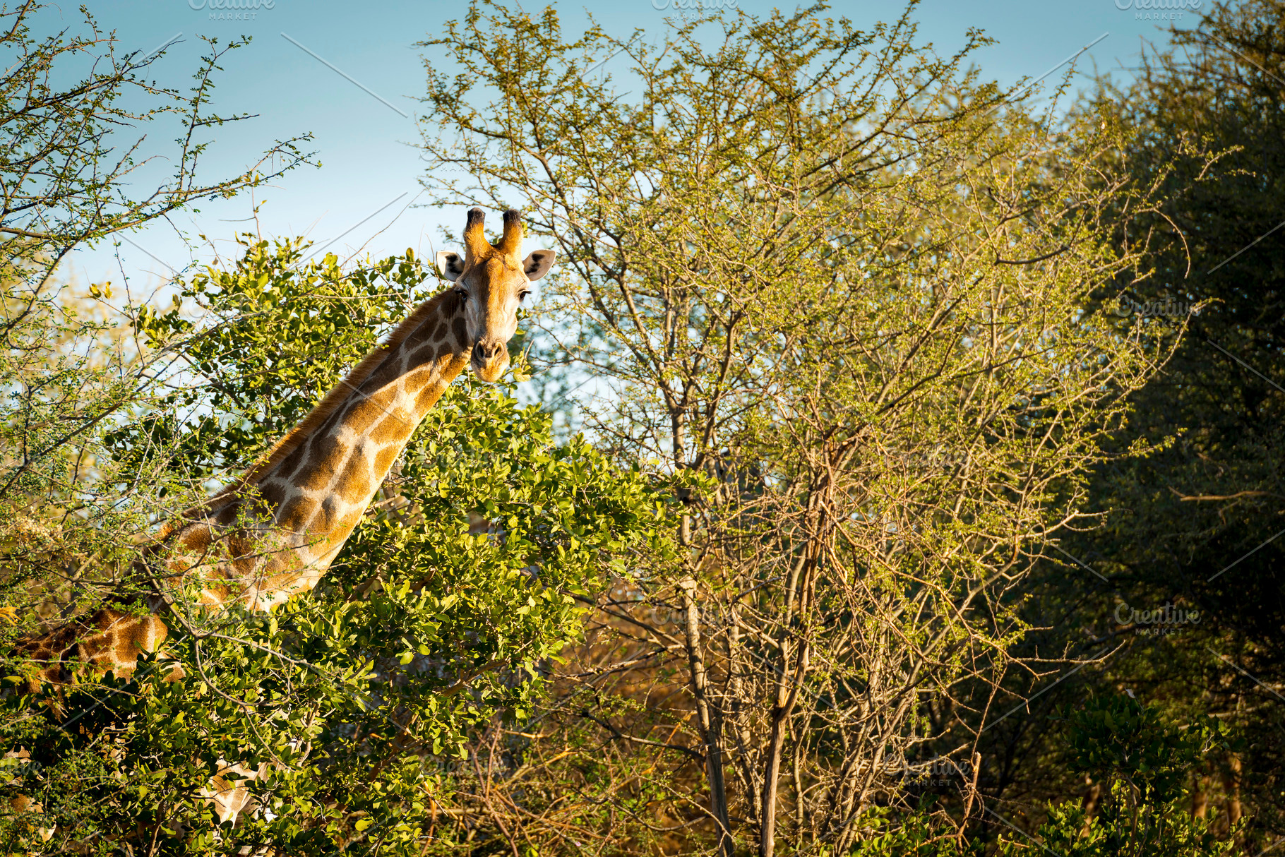 Giraffe, an Animal Photo by THP Creative