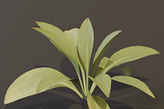 The Haran Bush, a Plants & Tree 3D Model by FuturePastCreatives (Thumbnail 8 of 13)