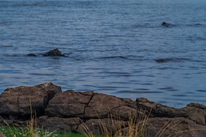 Calm seascape with distant pier and rocks, a Nature Photo by DanFLCreativo