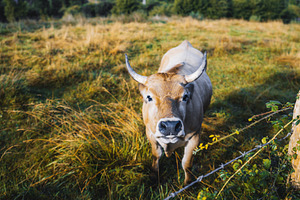 Brown cow in autumn pasture, an Animal Photo by SkyNext