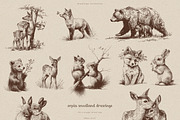 Sepia Woodland Drawings, an Animal Illustration by PeDe Designs (Thumbnail 7 of 15)